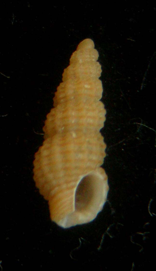 chauvetia lineolata